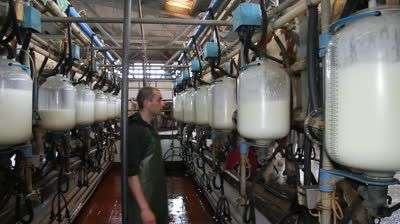 Milking Cows On Farm Stock Footage Video (100% Royalty-free) 1144036 _ Shutterstock