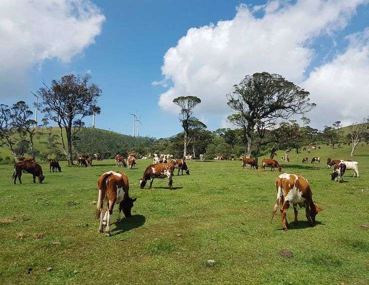 Vegan, Life in Dubai, Passion on Instagram_ “This is how looks Milk Farm on Sri Lanka #srilanka #nuwaraeliya #mountains #beautiful #place #plants #milkfarm #cow #cows #plantations…”